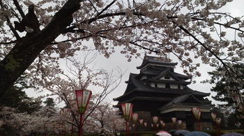 松江城桜.JPG